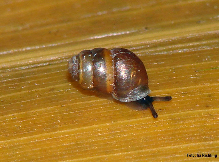 Bauchige Windelschnecke